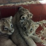 Kölner Zoo Löwenbabys