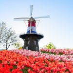 Holland Tulpen Niederlande Windmühle