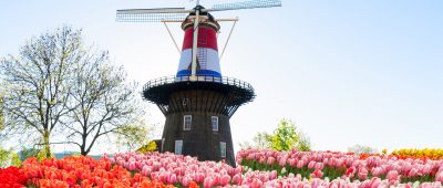 Holland Tulpen Niederlande Windmühle