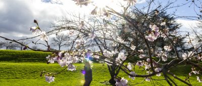 Wetter NRW Frühling Bonn Kirschblüte Sonne