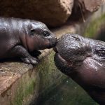 Zoo Duisburg Tierbabys Nachwuchs bei Zwergflusspferden