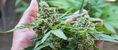 Cannabis Pflanze Marihuana Foto: bondgrunge / Shutterstock.com (Symbolbild)