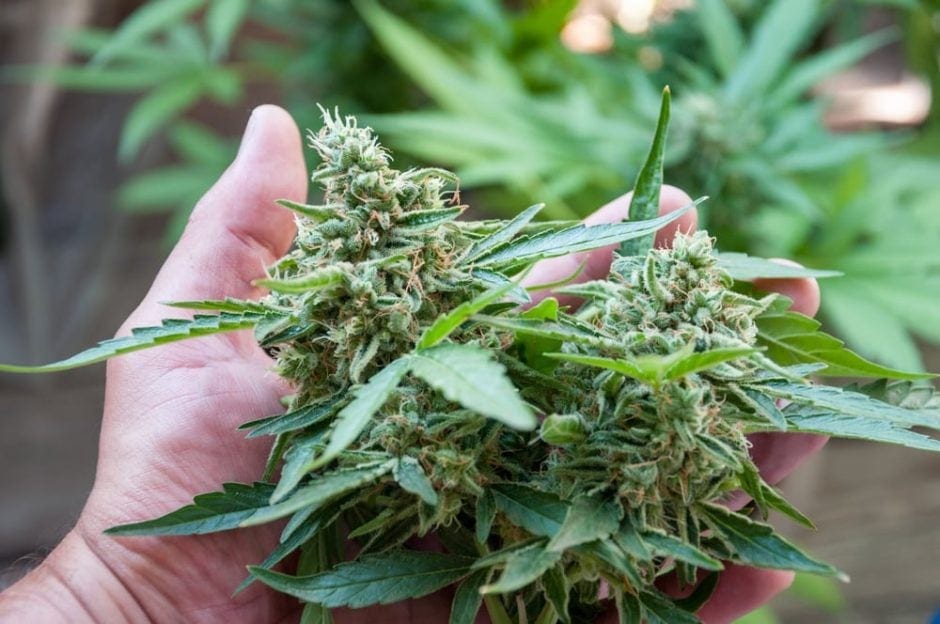 Cannabis Pflanze Marihuana Foto: bondgrunge / Shutterstock.com (Symbolbild)