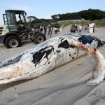 Ein mehr als acht Meter langer Buckelwal ist in Mecklenburg-Vorpommern tot aus der Ostsee gezogen worden. Foto: dpa