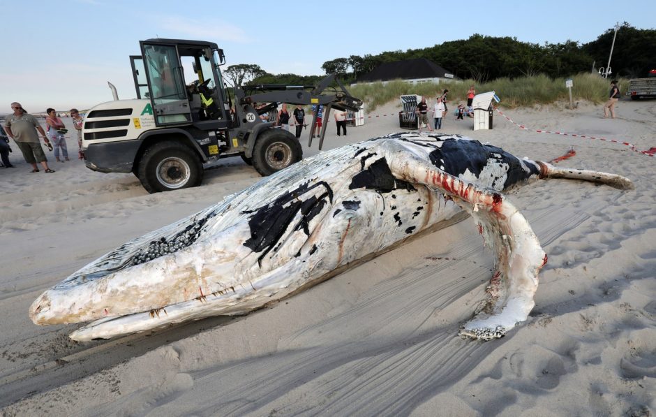 Ein mehr als acht Meter langer Buckelwal ist in Mecklenburg-Vorpommern tot aus der Ostsee gezogen worden. Foto: dpa