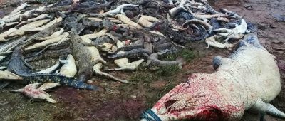 Aus Rache für den Tod eines Nachbarn haben Dorfbewohner im indonesischen Teil der Insel Neuguinea fast 300 Krokodile abgeschlachtet. Der Mann war am Freitag von einem Krokodil getötet worden.  Foto: AFP