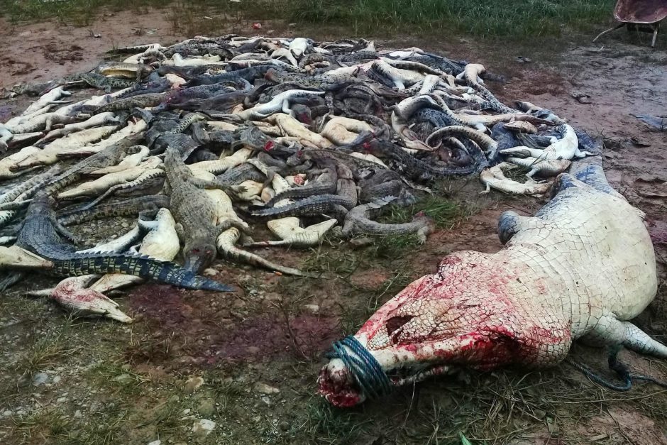 Aus Rache für den Tod eines Nachbarn haben Dorfbewohner im indonesischen Teil der Insel Neuguinea fast 300 Krokodile abgeschlachtet. Der Mann war am Freitag von einem Krokodil getötet worden.  Foto: AFP