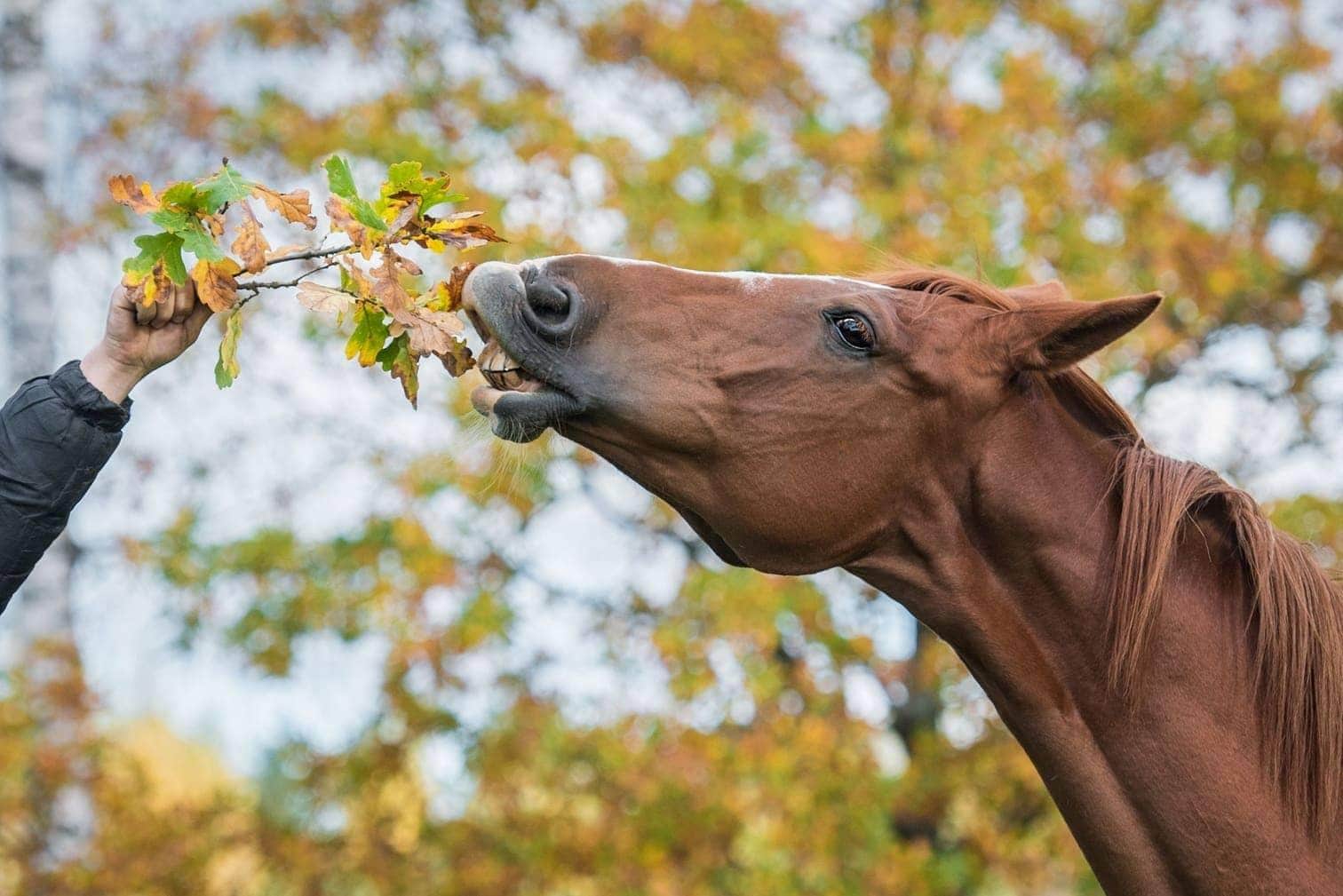 Tierquäler verletzt Pferd mit Messer - Polizei ermittelt geg