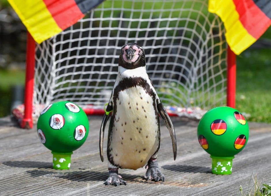 Durchwachsenes Omen aus Brandenburg: Der Humboldt-Pinguin 